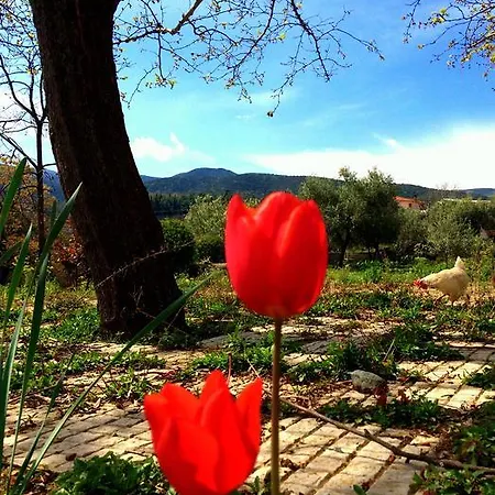 Evridiki فيرغينا